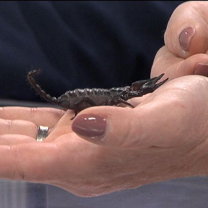 Asian Forest Scorpion visits the WAND studios from Scovill Zoo